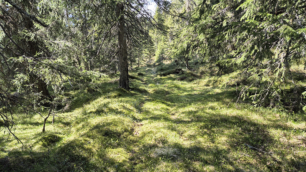 Den gamle traktorveien, eller sporene etter firhjuling, som jeg fulgte på nordsiden av Stigbekken. Dette var ganske tidlig etter at jeg kom inn på denne veien, og akkurat her var den veldig fin å gå på. Den var ikke sånn hele tiden ...