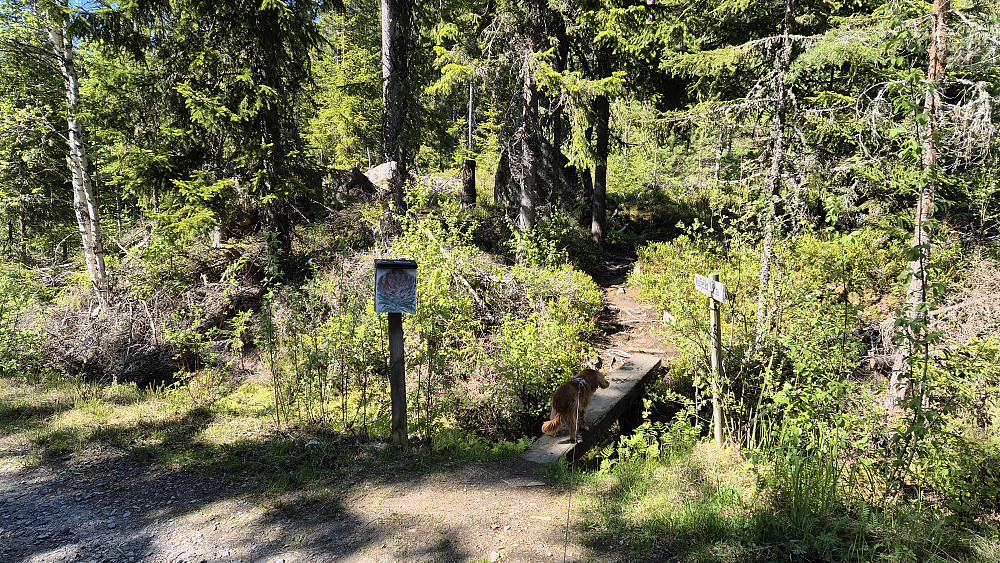 Luna står på kloppen som markerer starten på stien til Rafjellet (577).