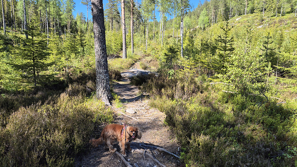 Tydelig sti mot Rafjellet.