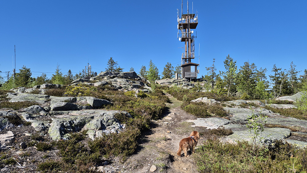 Vi nærmer oss utsiktstårnet på Rafjellet.