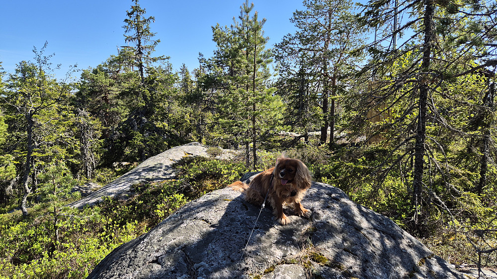 Luna fornøyd på bergknausen som er aller høyeste punkt på Rafjellet (577). Dette er på den mer gjengrodde nordre høyden, der det også står en liten bu, som kan skimtes bak trærne til høyre i bildet. Utsiktstårnet, som befinner seg 100 meter lengre sør, kan så vidt ses bak den pistrete grana til venstre. 