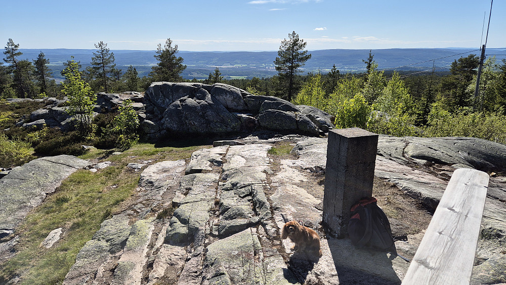 Trivelig her oppe på Rafjellet, på høyden hvor utsiktstårnet står. Bildet tatt mot vest/sørvest.