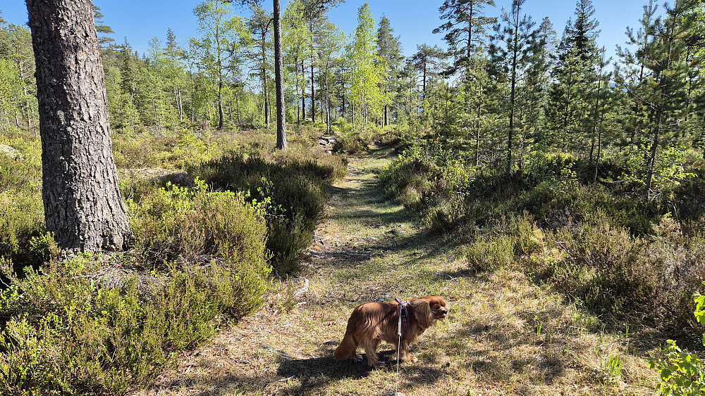 På vei nedover igjen. Noen plasser var stien veldig behagelig å gå på, som her.