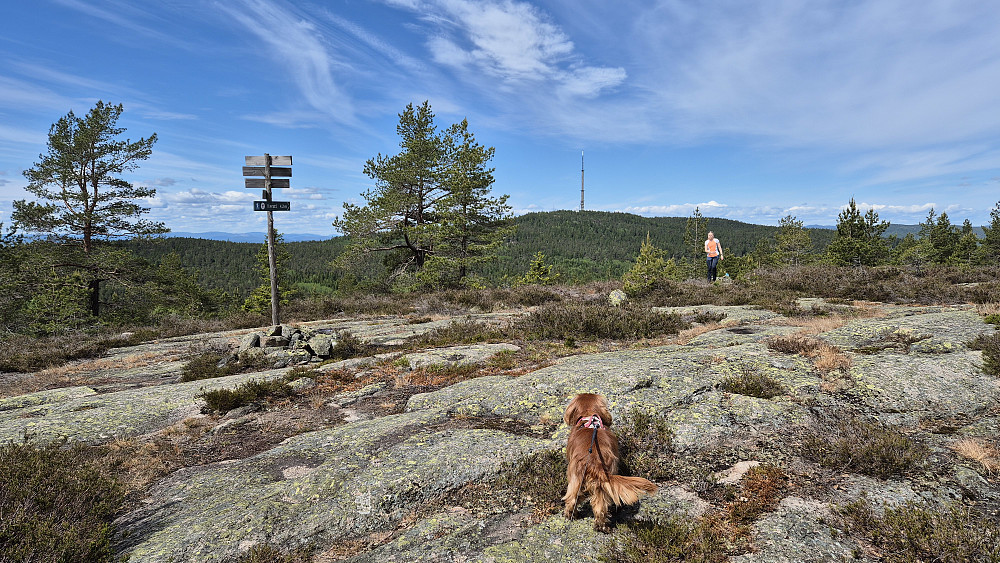 I siste stikrysset like før toppen av Østre Vealøs (445). Åsen bak med den store masta er Vestre Vealøs (498).