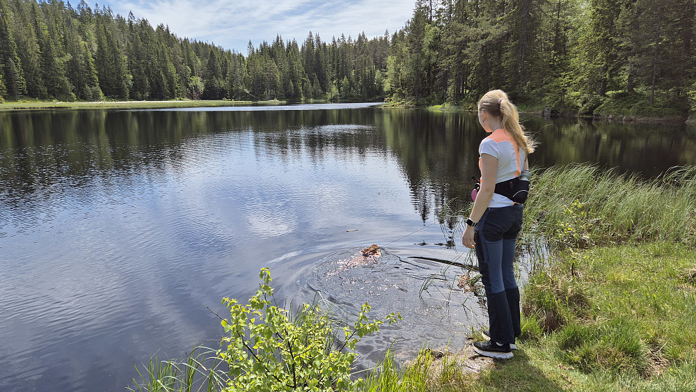 Tjernet ved Gramsebu. Luna tok noen svømmeturer for å hente pinner vi kastet uti.