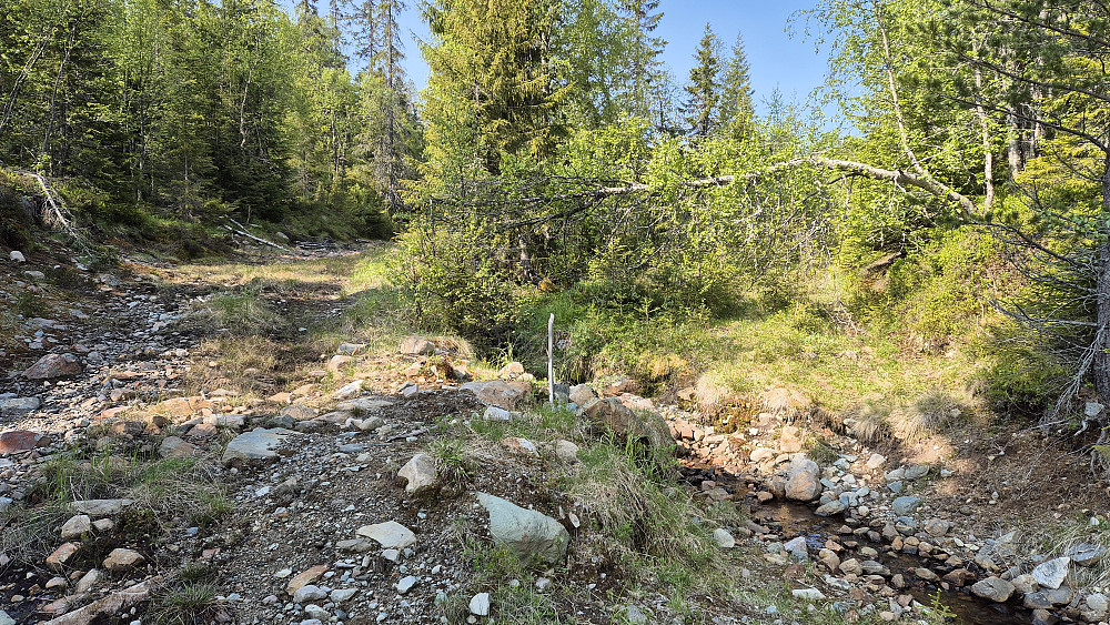 Like etter at jeg forlot grusveien, fulgte jeg den gjengrodde traktorveien til høyre her, under den veltede bjørka. Denne veien skulle snart bli langt mer gjengrodd enn dette ...