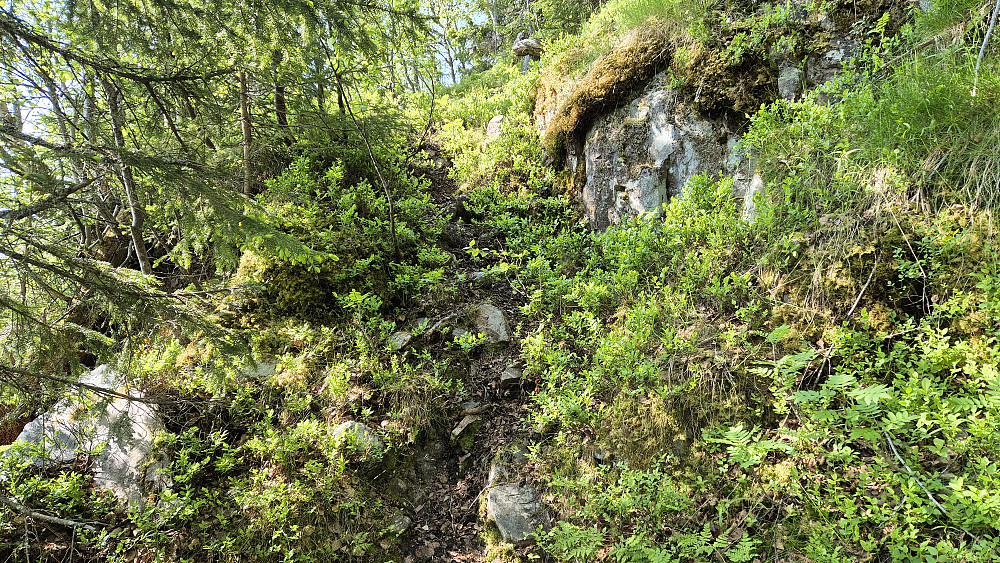 Den svake stien jeg fulgte opp den bratteste kneika på østryggen til Raudbergnuten (949). Dette er på partiet mellom 750 og 800 meters høyde, ved Svarttjønnoksli.