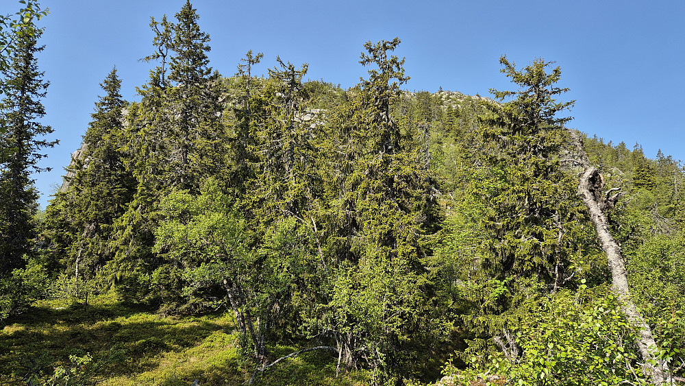 På ca 850 meters høyde, hvor jeg ser opp mot den siste og litt brattere kneika før toppen av Raudbergnuten.