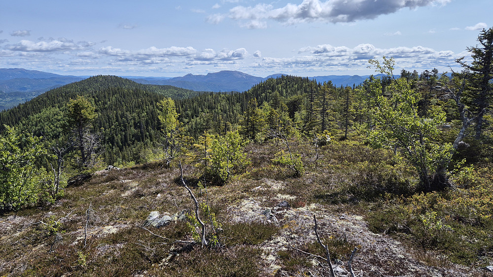 På toppen av Nordre Årnotra Sørøst (844). Bildet tatt østover. Vi ser åsryggen jeg skulle følge videre. Den nærmeste haugen nesten midt i bildet, er Bjørgulvstaulnuten (837). Lengre bak og til venstre ses Heimre Årnotra (839).