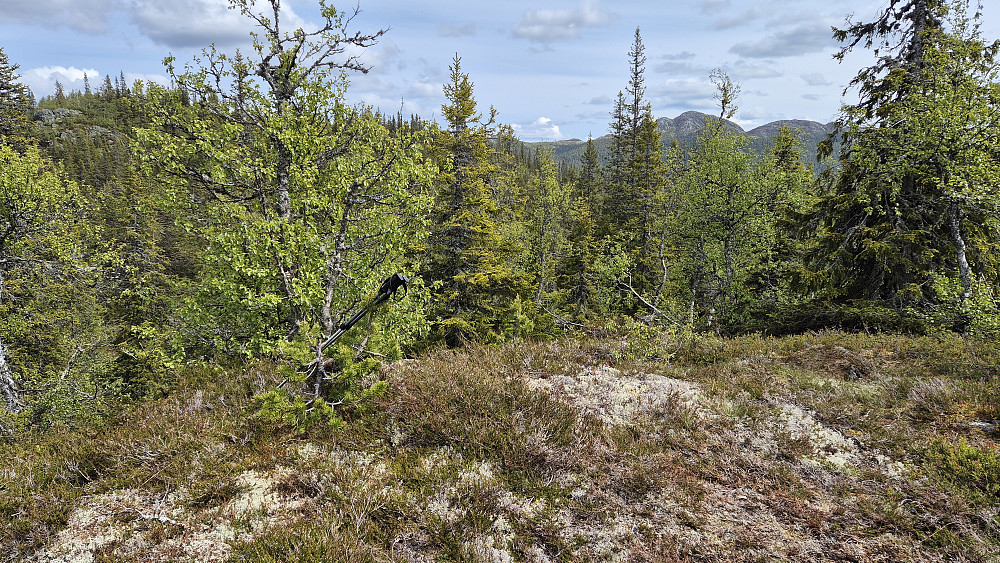 Jeg står på toppen Sør for Ånitjønn (862). Bakerst til høyre ses Stavslinuten (1154) mellom trærne.