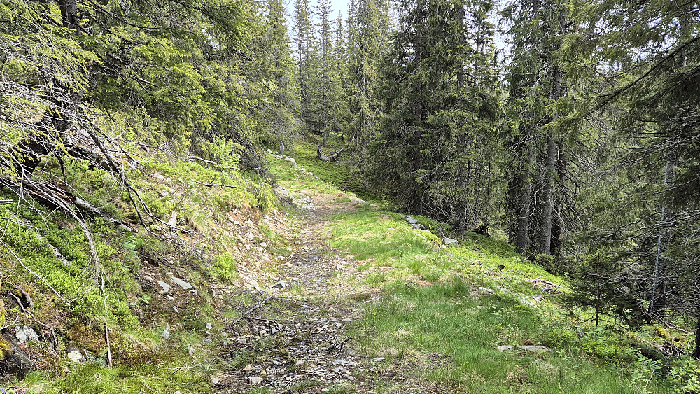 Omtrent rett øst for Åvedalen kom jeg inn på denne kjerreveien, som jeg fulgte tilbake til traktorveien jeg gikk på under oppstigningen tidlig på turen.