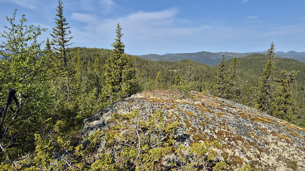 På turens første topp, Volebakknuten (968). Åsen i bakgrunnen til venstre, mellom granene, er Bisminuten (992). Nærmeste ås bak til høyre i bildet, er Fjoshovden (971).