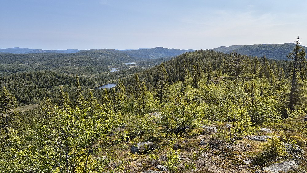 Jeg nærmer meg Bisminuten, og står på ryggen ca 200 meter nordøst for toppen, hvor skogen var tynnere og lavere. Her åpnet utsikten seg. Nærmest ås i bakgrunnen til høyre er Volebakknuten (968), hvor jeg nettopp hadde vært.