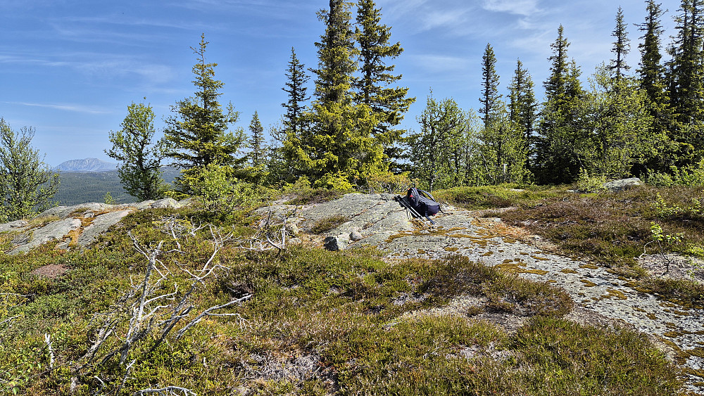 Høyeste punkt på Fjoshovden (971) er enten det nakne berget der sekken ligger, eller steinen til høyre i bildet. Til venstre ses Gaustatoppen (1883) i bakgrunnen mellom bjørketrærne.
