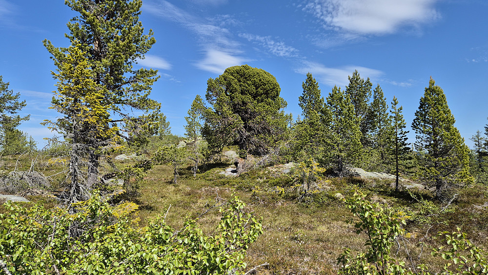 Like etter at jeg hadde gått over høyden Nordøst for Klyftelinuten (899), passerte jeg denne snodige furua som hadde en utrolig tett og jevn topp.