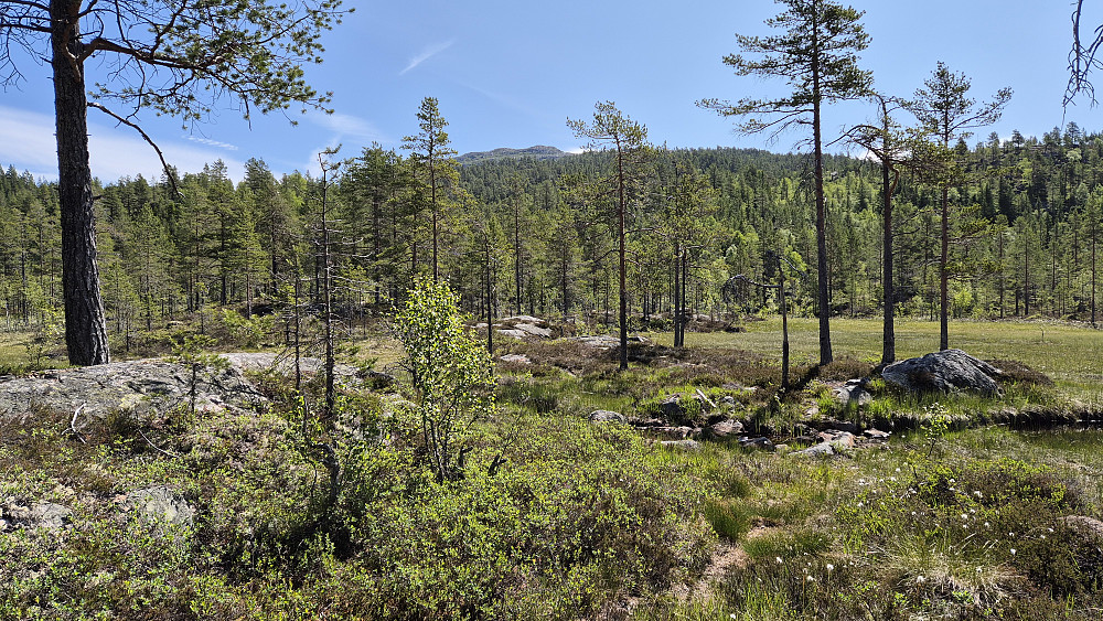 Tilbake på stien mot Mannslagarnuten. Her er vi ved Kovstaulmyri. Bakerst og midt i bildet ses snaufjellet lengst vest på Brokefjell, hvor bl.a. trig.punkt 1032 moh befinner seg. 