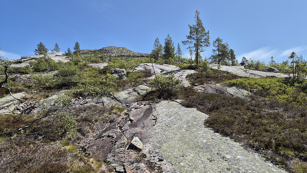På vei oppover den brede ryggen hvor det er en del svaberg. Åpent og lettgått her. Trig.punktet på 1032 moh er ved det høyeste punktet der oppe, litt til venstre i bildet.