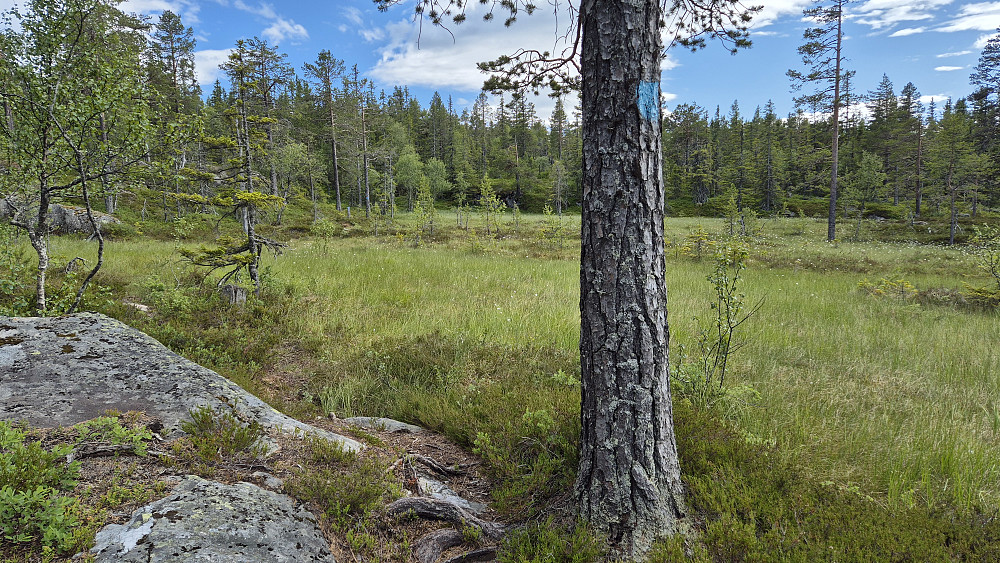 Myra som er litt vest/nordvest for toppen av Snaunuten (812). Her ser man blåmerkingen fortsetter lengre bak der også, litt til venstre i bildet.