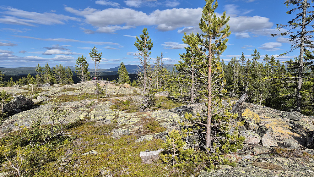 Toppområdet på Snaunuten sett fra trig.punktet. Varden er i forgrunnen til høyre. Sekken min ligger på høyeste punkt noen meter lengre bak til venstre. Helt bakerst og midt i bildet ser vi nordre del av Blefjell, med bl.a. Blenuten (1213) og Åklinuten (1246) mellom trærne.