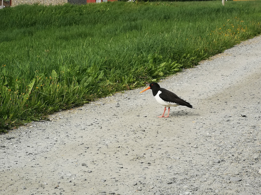 En svært hissig Tjeld i Årskogvika 