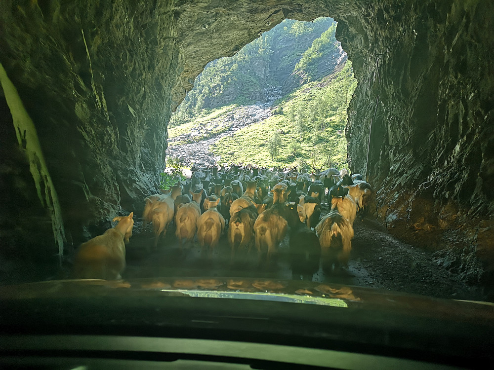 En flokk med geiter gjennom ene tunnelen på vei oppover mot parkering