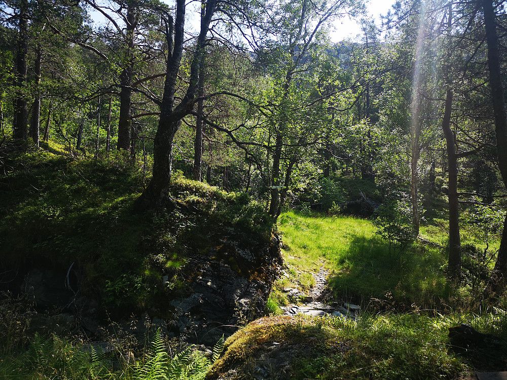 Stistart etter traktorvei 