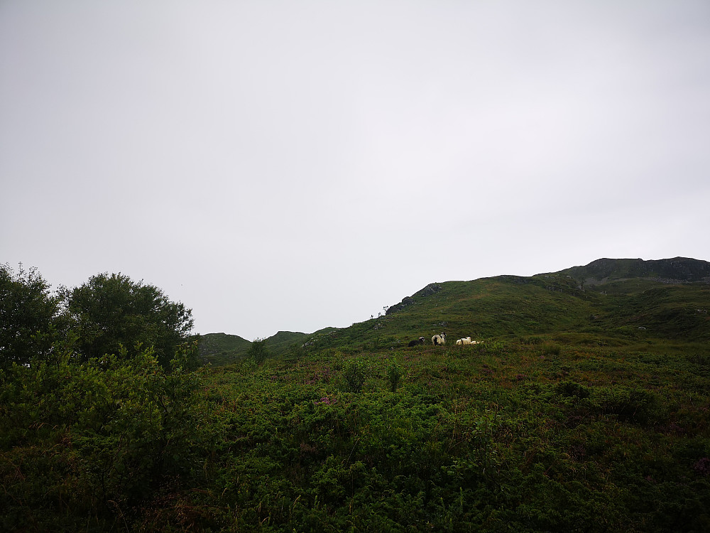 Ved Nesestølen