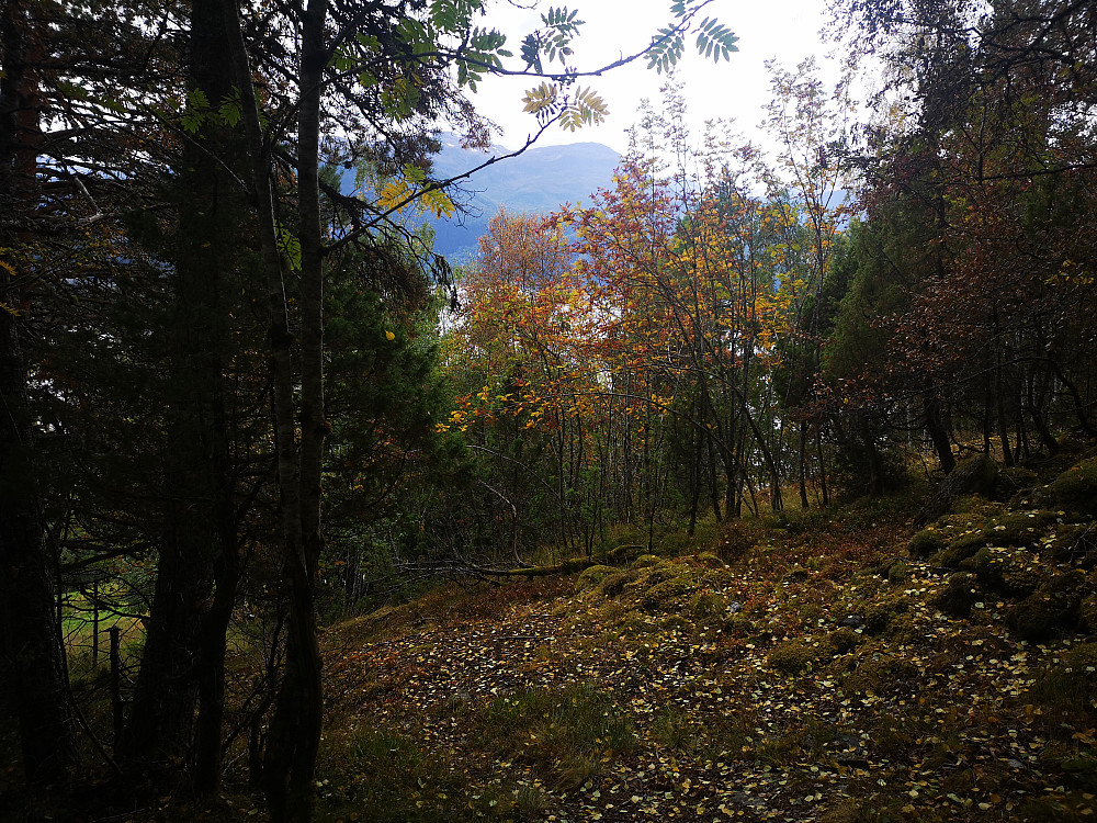 begynnere høstprakt i skogen