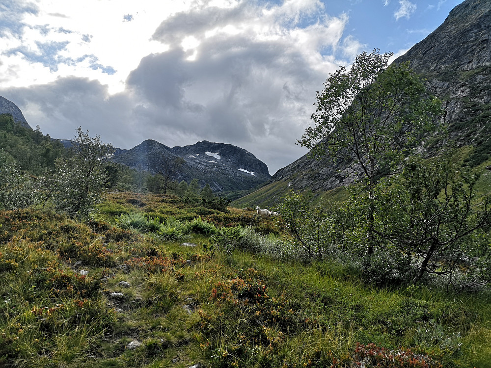 stien nedover på sørsida av Frudalselvi