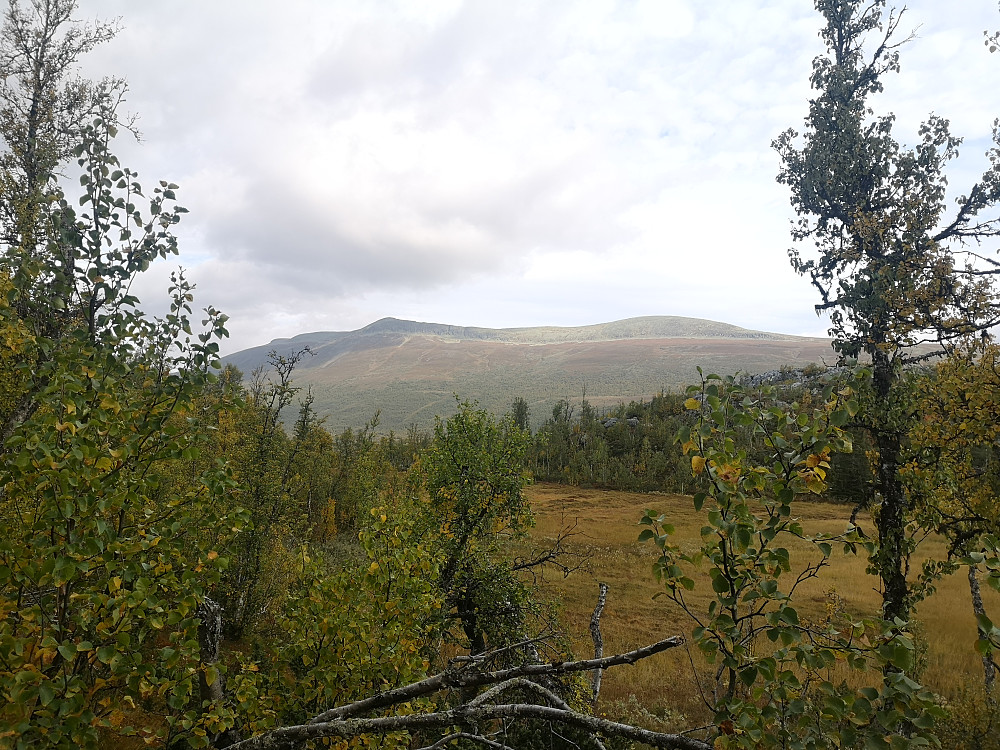 Gjennom den flotte bjørkeskogen fra Raudbekkstølen i retning Gråskarvet jeg har besteget fra Valdressida