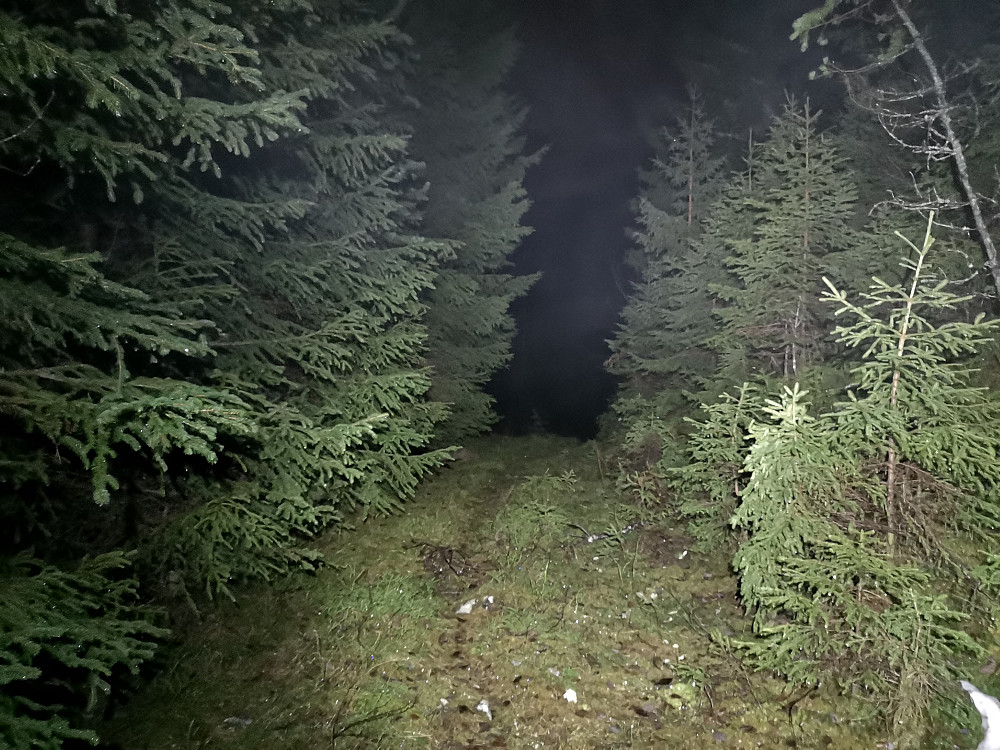 Traktorveien videre fra der stien går opp i skogen. Denne har jeg ikke fortsatt på tidligere, men fant ut at den endte opp i nedfallskog og storur, altså en blindvei, da vet jeg det :-) 
