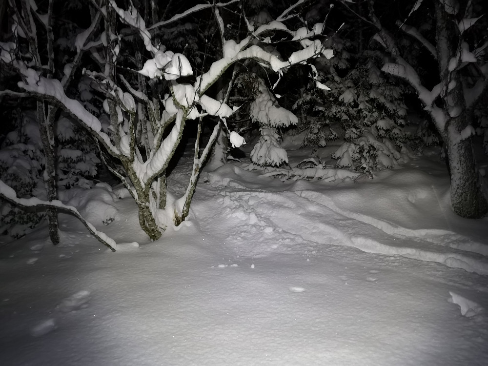 Deilig å kunne renne gjennom skogen og helt hjem! 