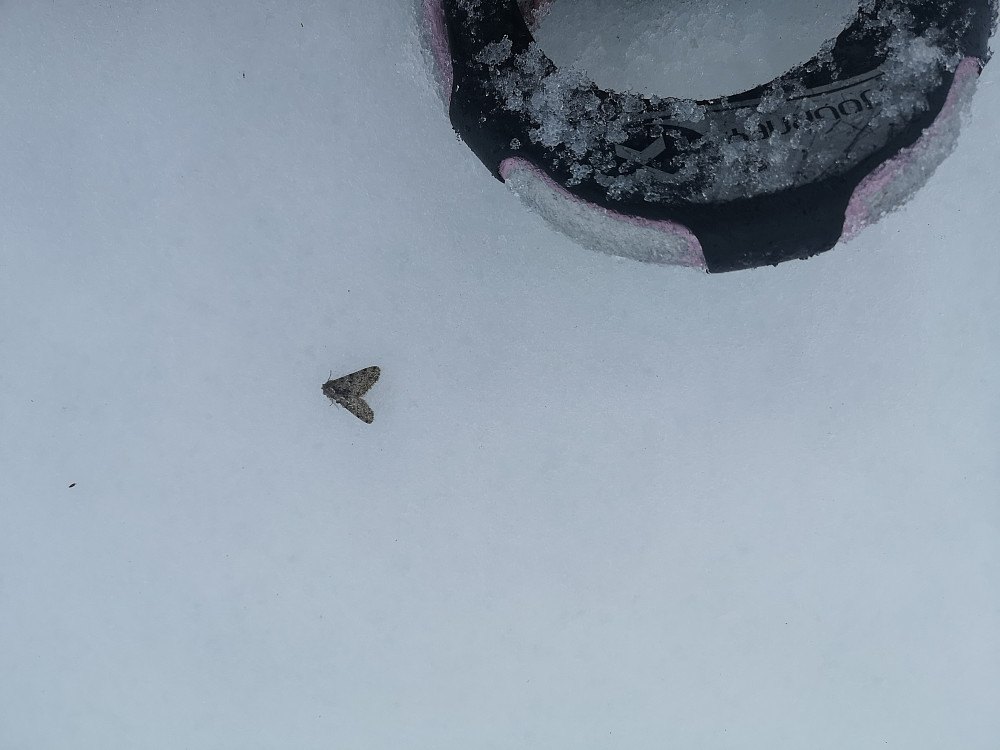 En liten krabat som ser litt forkommen ut her oppe i snøen på sin mest sannsynlig siste reis ... :-(