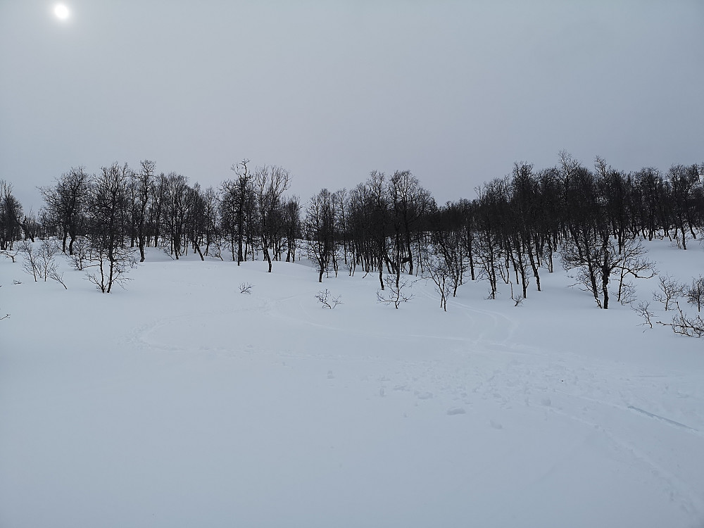 Kjekk skogskjøring i åpen skog, fikk til og med satt litt svinger nedover i den litt tunge snøen