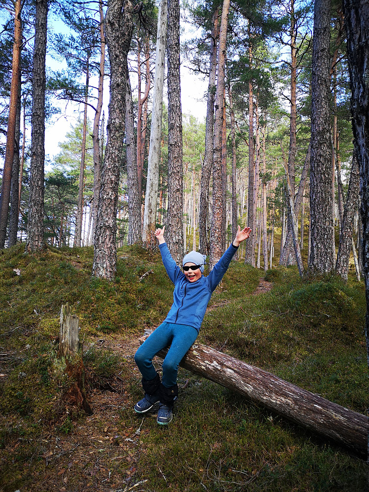 Vinjar elska denne furuskogen og de flotte dyretråkkene