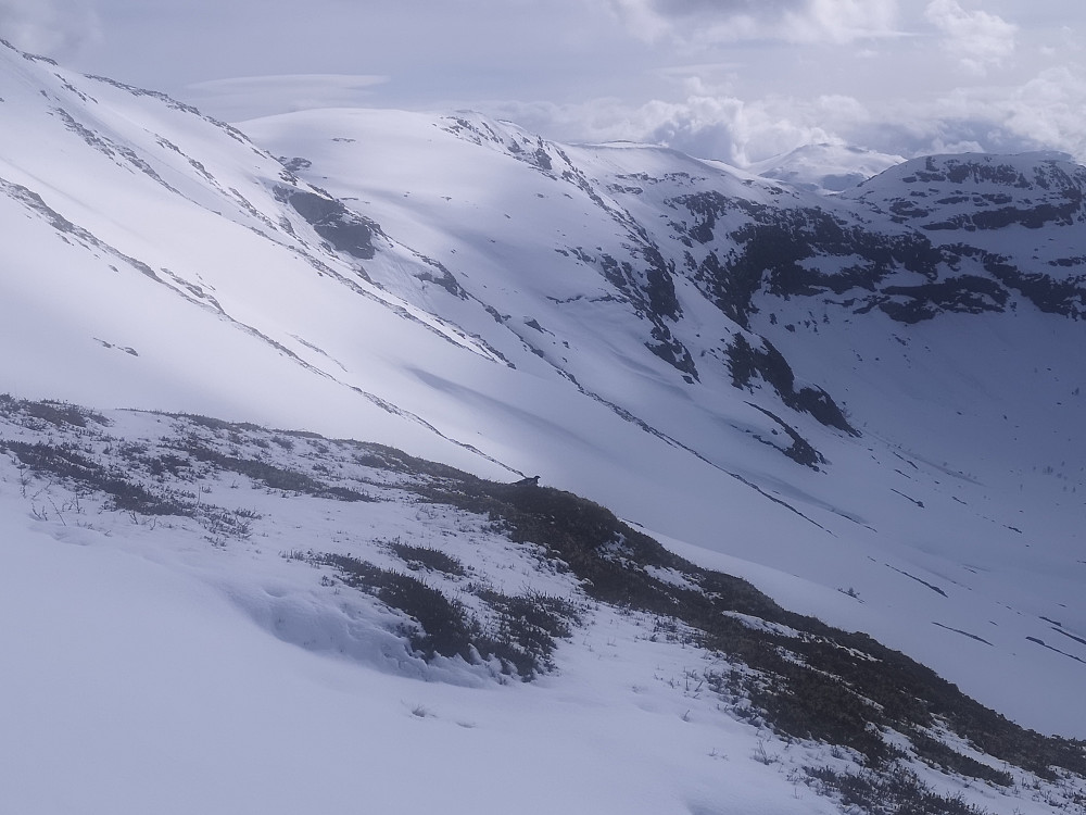 En rype som tror han er usynlig - fruen satt like bakom fjellnabben :-)