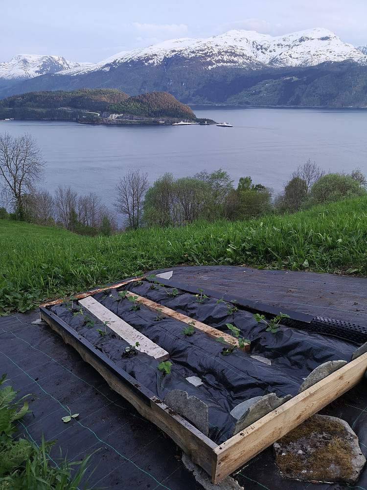 Ettermiddag og kveldsarbeid med jordbærplanting, kanskje jeg kan få noen koronabær, i og med jeg ikke har hatt korona ennå...:-)