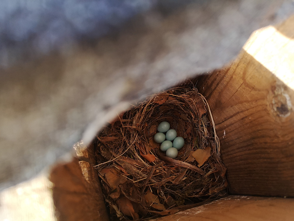 økning av 2 egg i fuglekassa på støylen, Svart og kvit fluesnapper