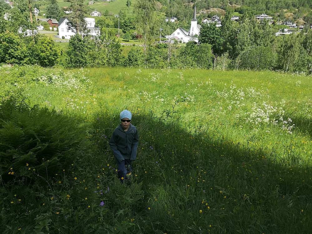 Snarvei oppover i høg blomstereng 