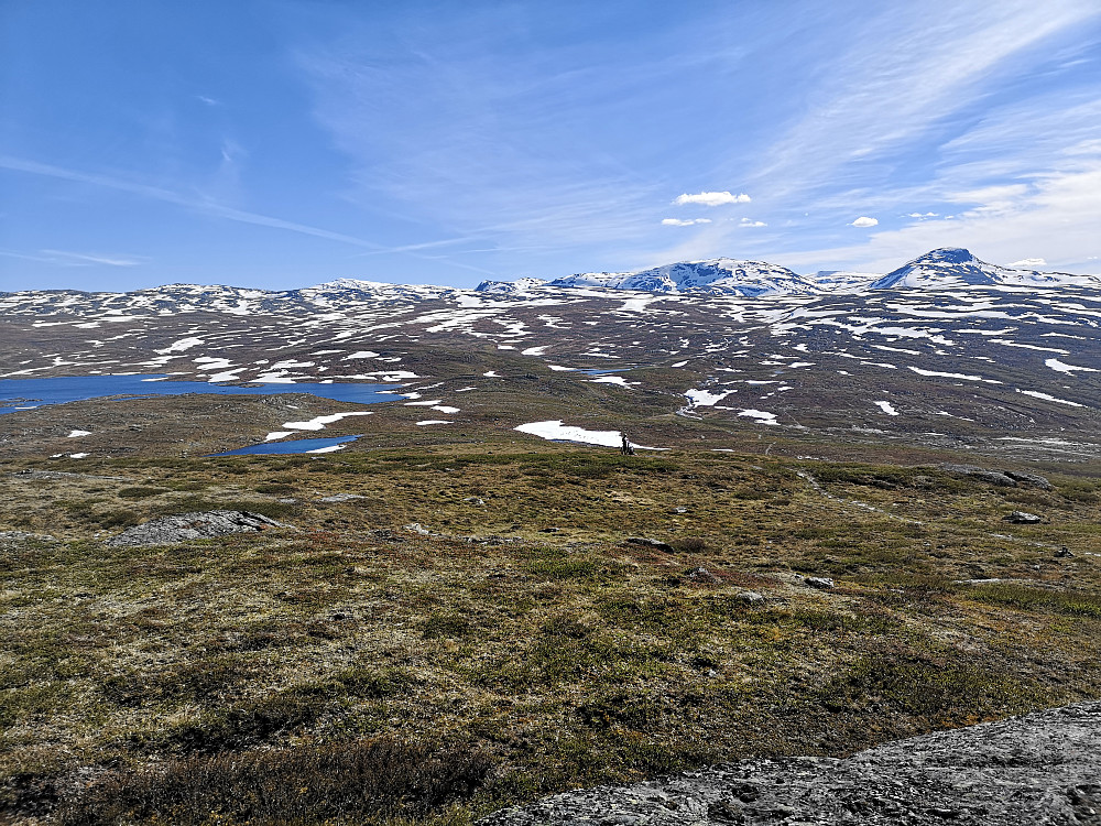 En elterrengsyklist like nedenfor toppen. En større flokk reinsdyr på snøfelt nedi dalen