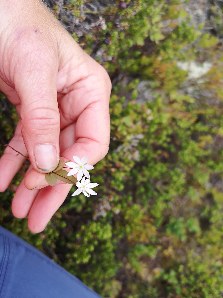 Fant mye fine småblomster