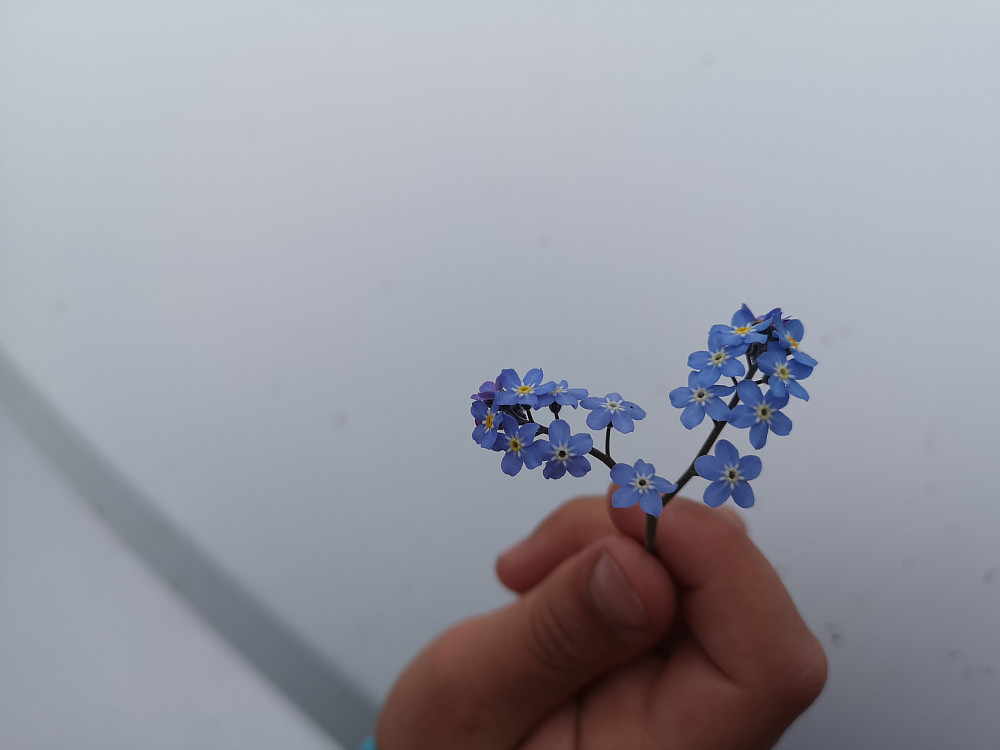 Fant mye fine småblomster