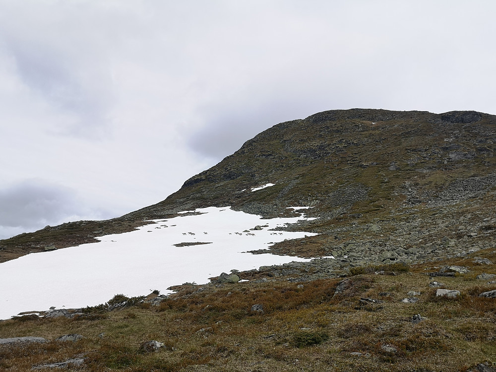 Reinsflokk under Skølten