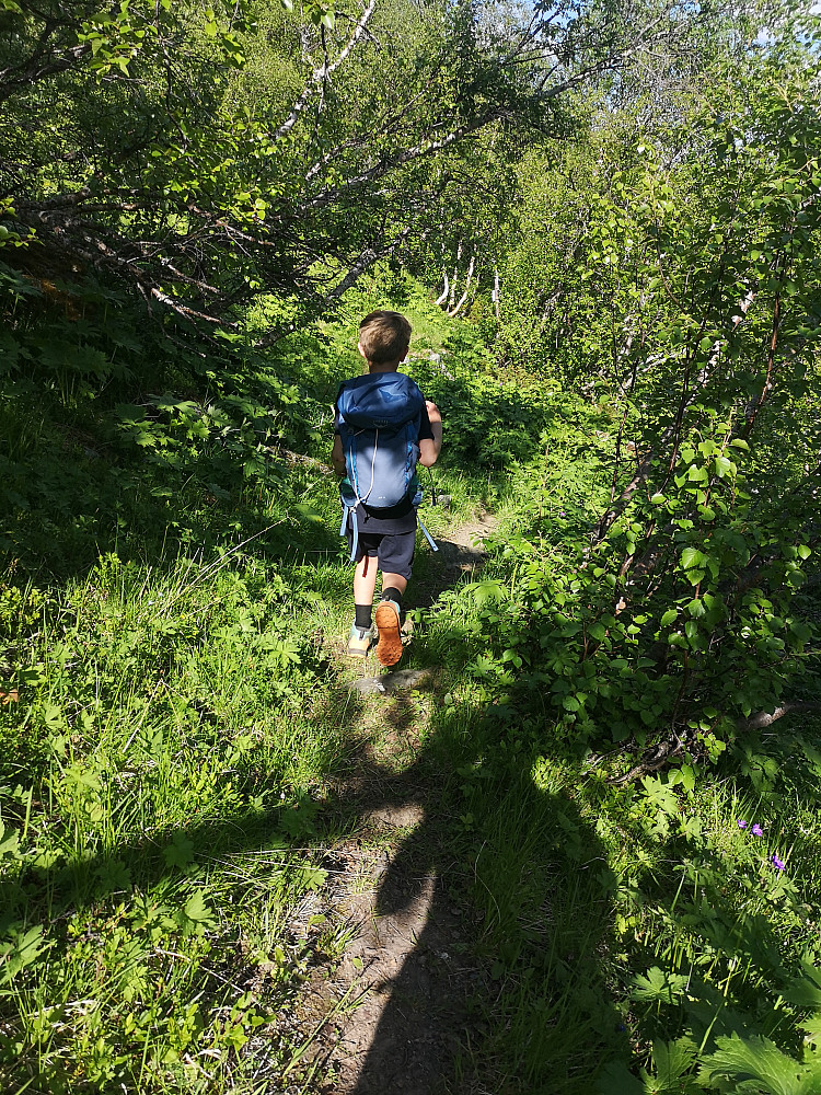 Siste lange etappen nedover skogen mot Vårheim
