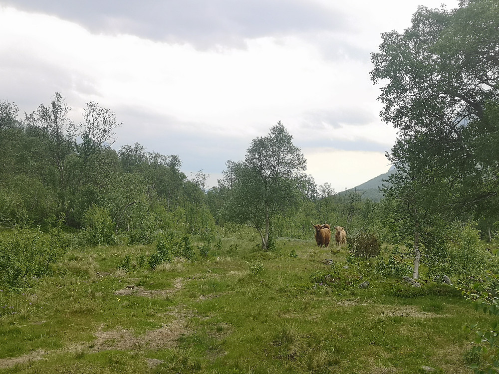 Noen nysgjerrige damer 