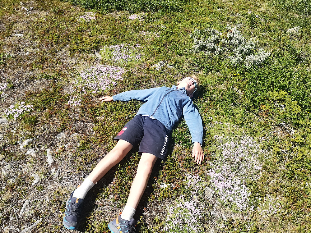 Liten pust i bakken, omringet av mammas yndlingsfjellblomst, Fjellsmelle