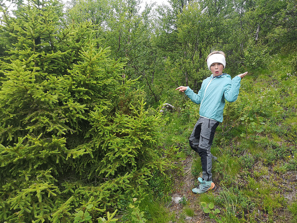 Vi fann en enslig Gran oppi skogen :-) 