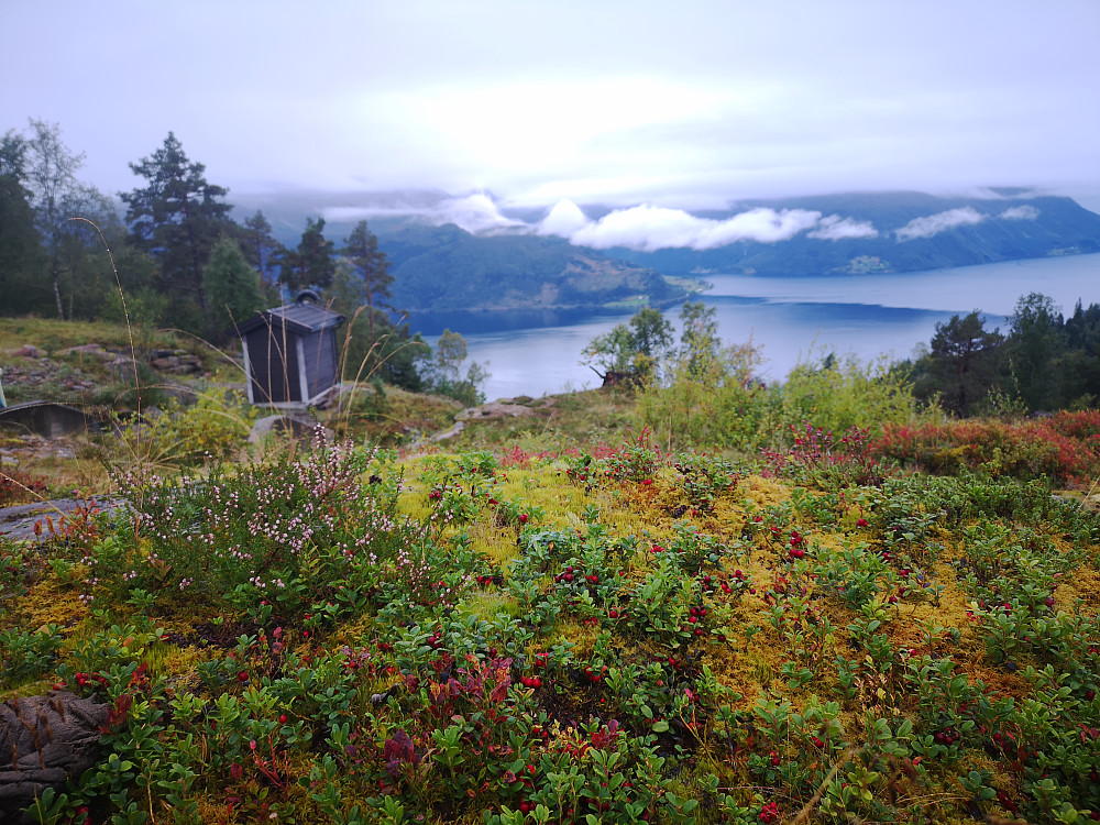 Mye fine tyttebær ved støylen, skal bli kjekt å plukke når mormor kommer på besøk til oss snart :-) 