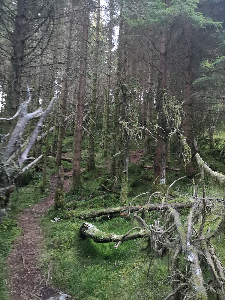 Teollsk gammal skog 