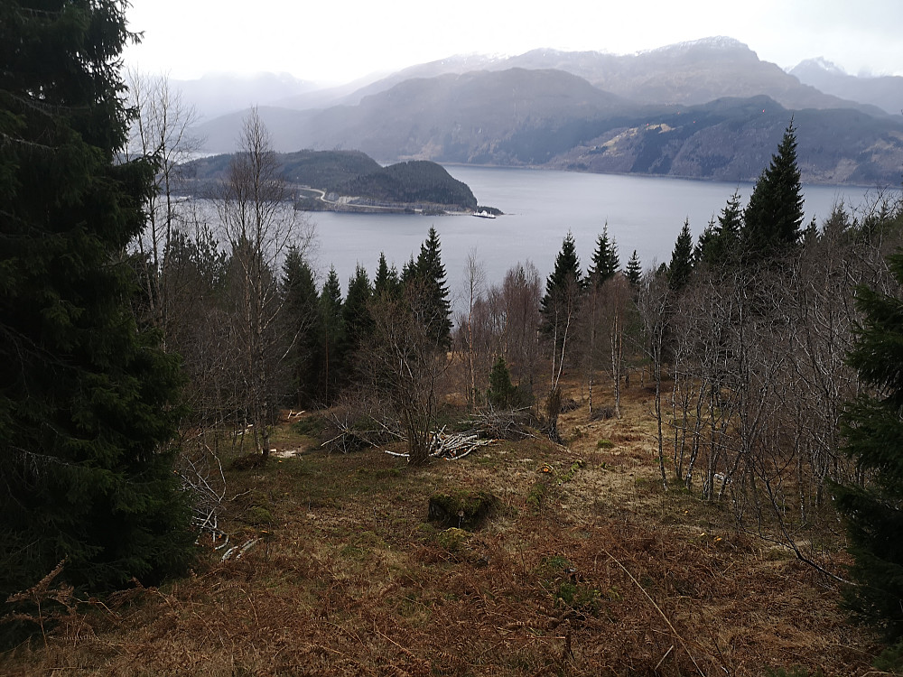 skogsryddingspartiet